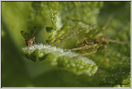 araignée agélène  (11)
